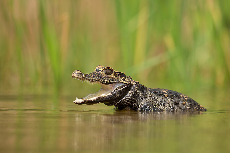 Crocodile Photograph - Dwarf Crocodile by Milan Zygmunt