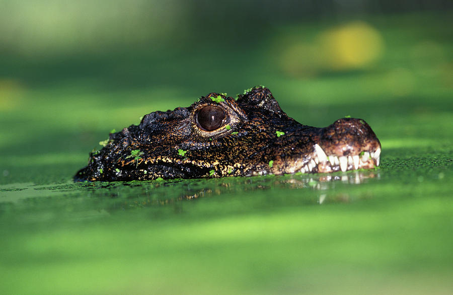 Dwarf Crocodile Osteolaemus Tetraspis Photograph by Nhpa