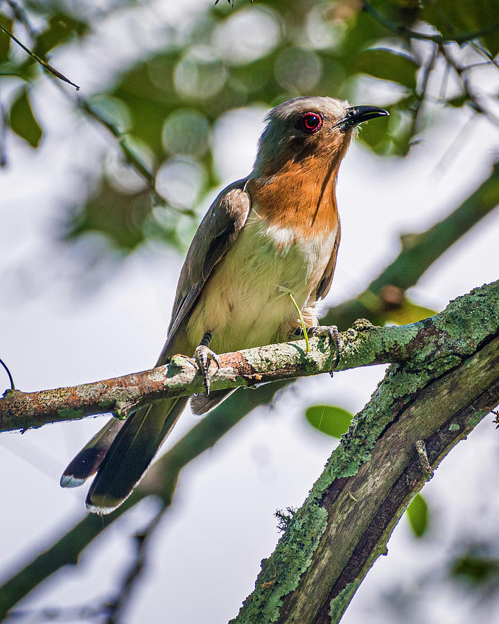Dwarf Cuckoo El Escobal Ibague Tolima Colombia Photograph by Adam Rainoff