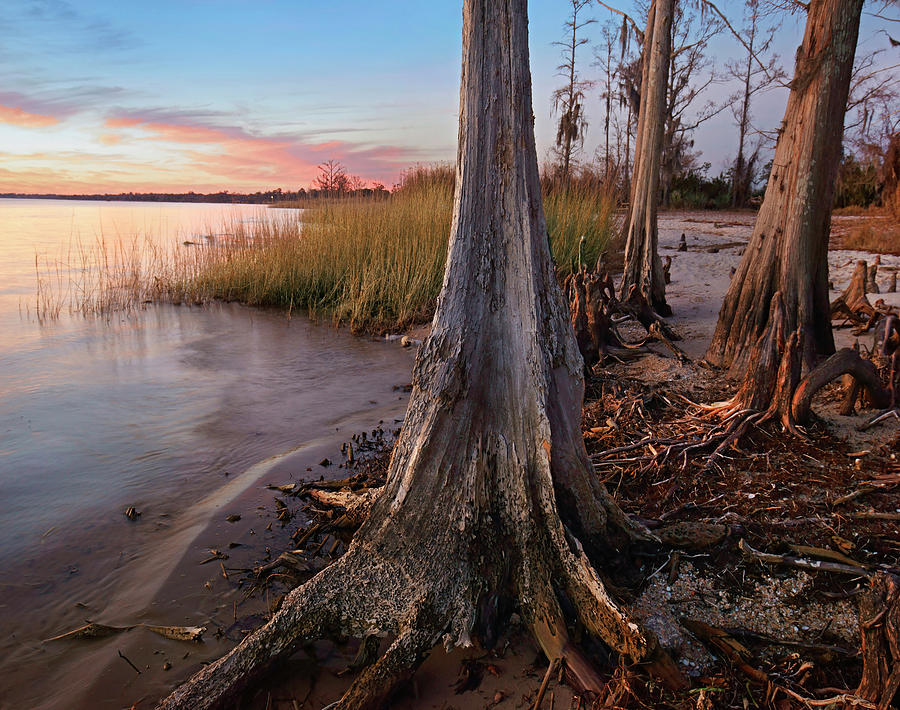 Dwarf Cypress Along Lake Pontchartrain, Fontainbleu State Park, Louisiana Photograph by Tim Fitzharris