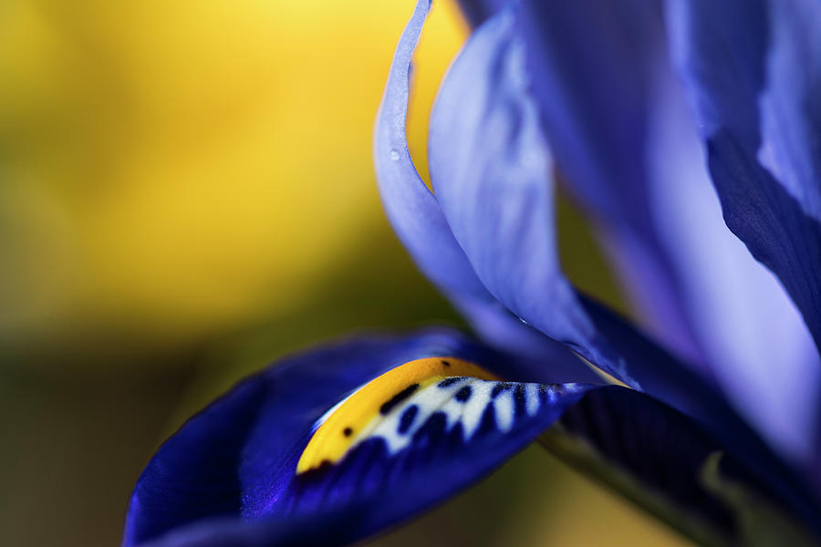 Dwarf Iris Petals Photograph by Robert Potts