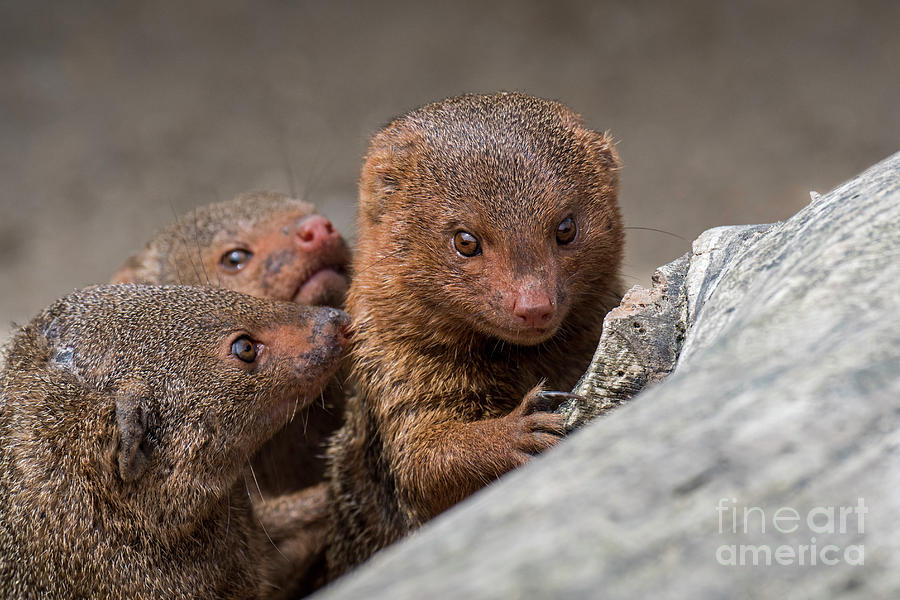 Dwarf Mongooses Photograph by Arterra Picture Library