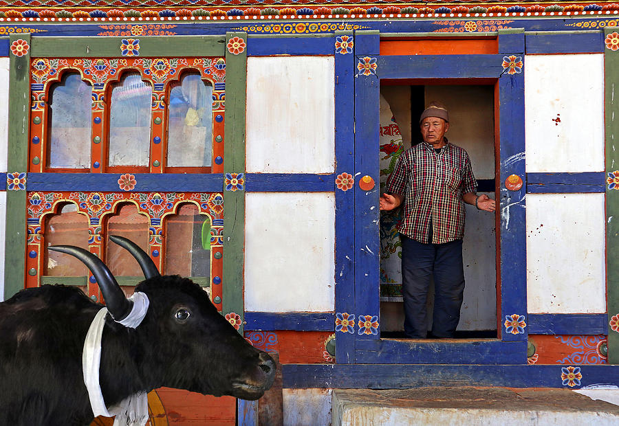 Street Photograph - Dwelling In Punakha With Yak by Giorgio Pizzocaro