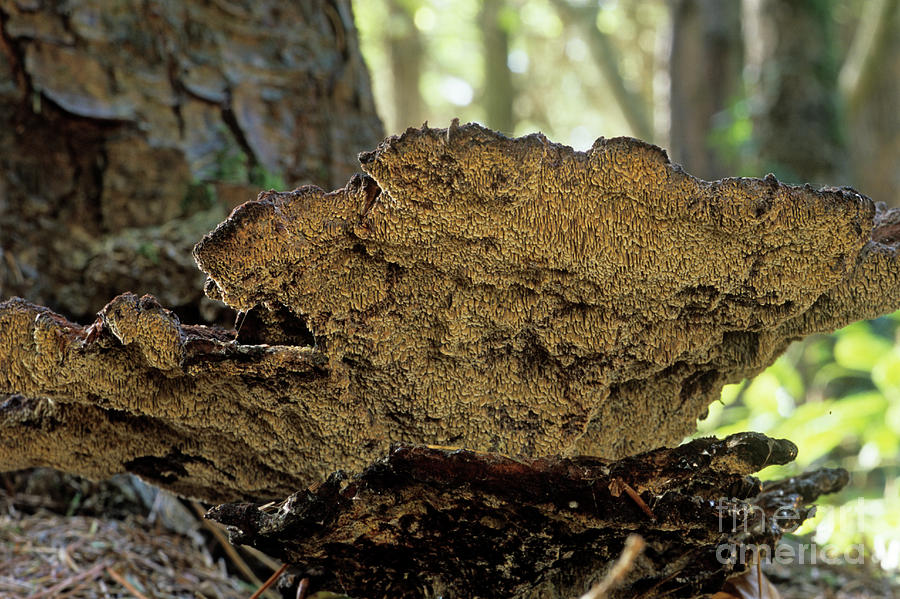 Dye Polypore Fungus Photograph by John Wright/science Photo Library