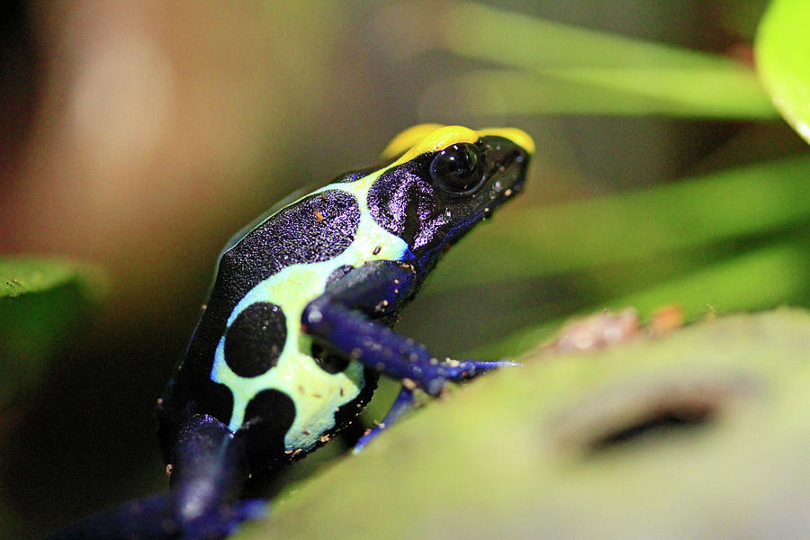 Dyeing Arrow Frog Photograph by Shoal Hollingsworth - Fine Art America