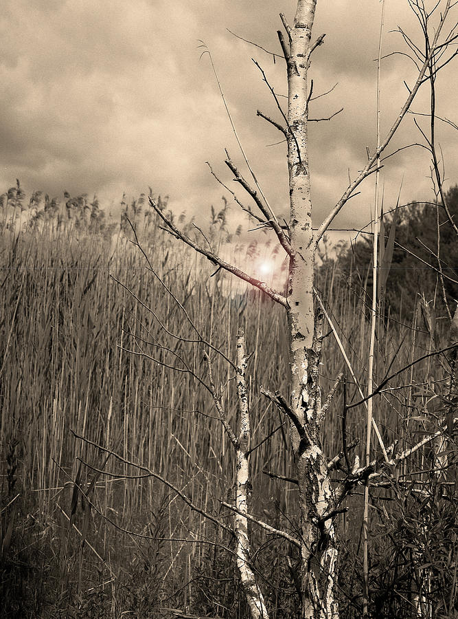 Dying Birch Tree Photograph by Bill Goldman - Fine Art America