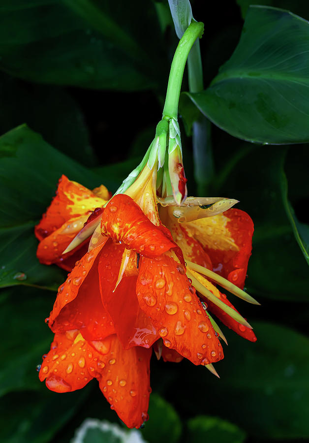 Dying Flower and Raindrops Photograph by Robert Ullmann