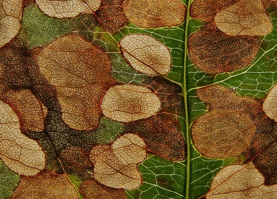 Leaf Photograph - Dying Leaf by Ivan Lesica