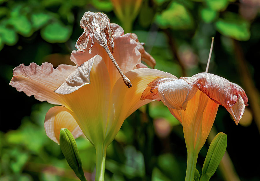 Dying Lilies Photograph by Robert Ullmann