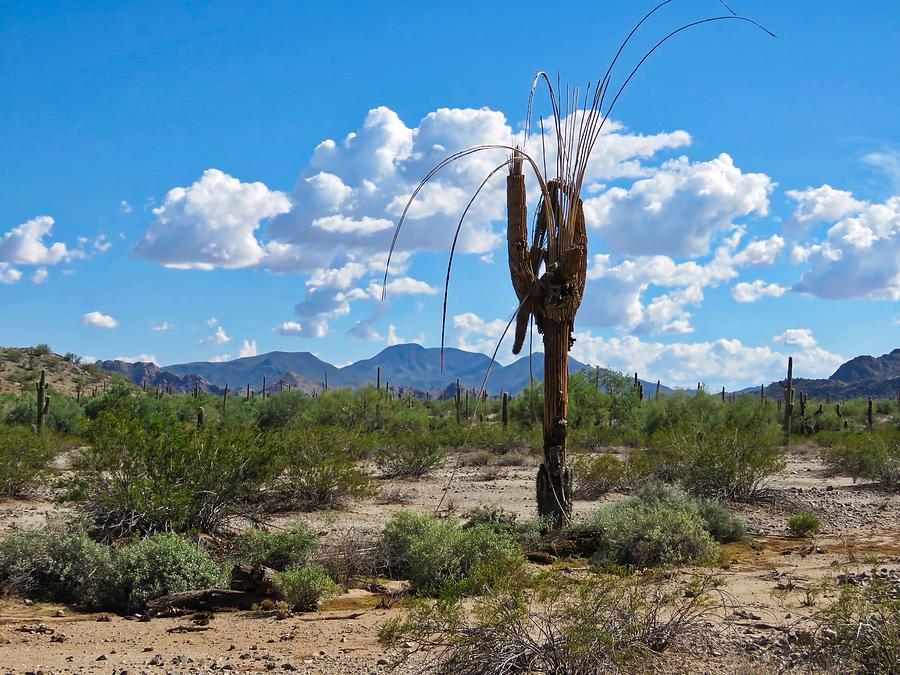 Dying Saguaro in the Desert Photograph by Judy Kennedy