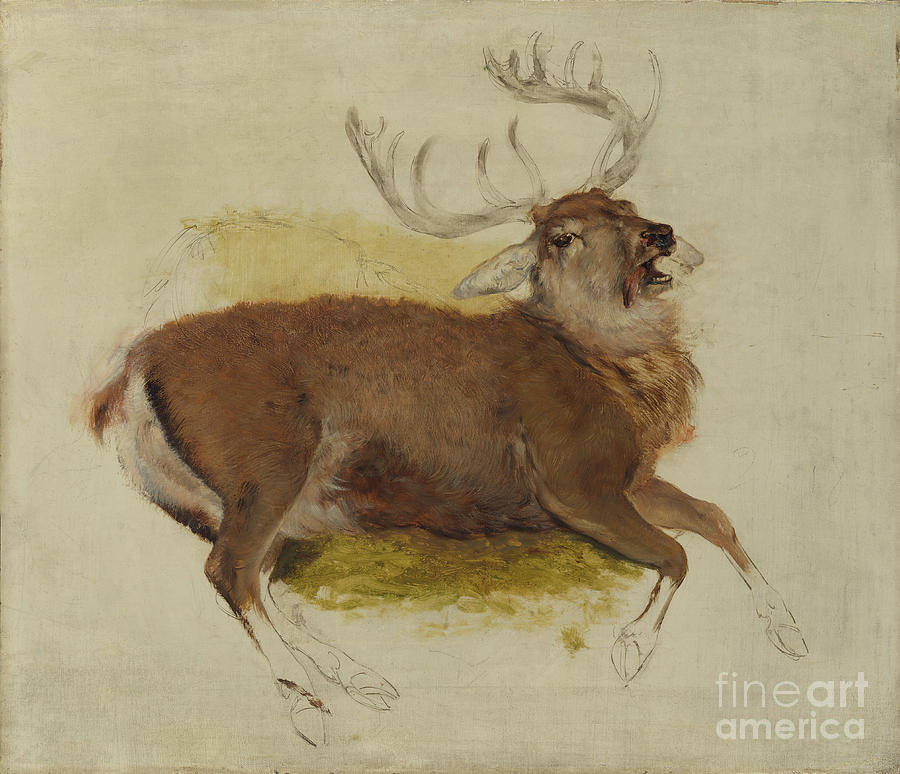 Dying Stag Drawing by Heritage Images