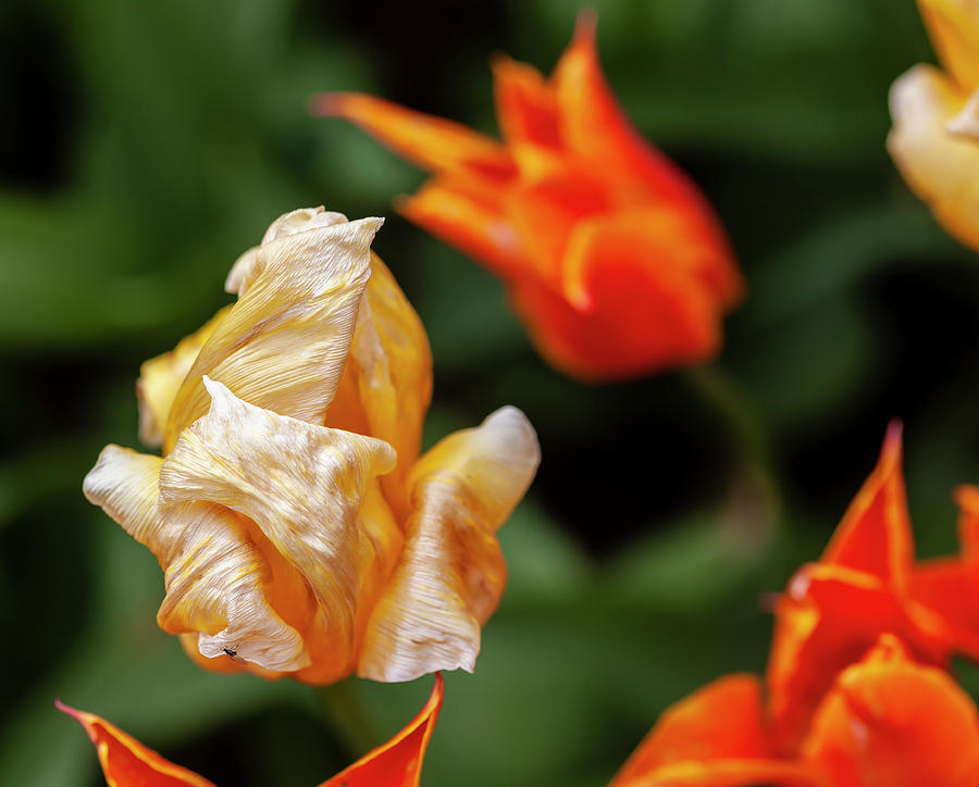 Dying Tulip and Ant Photograph by Robert Ullmann