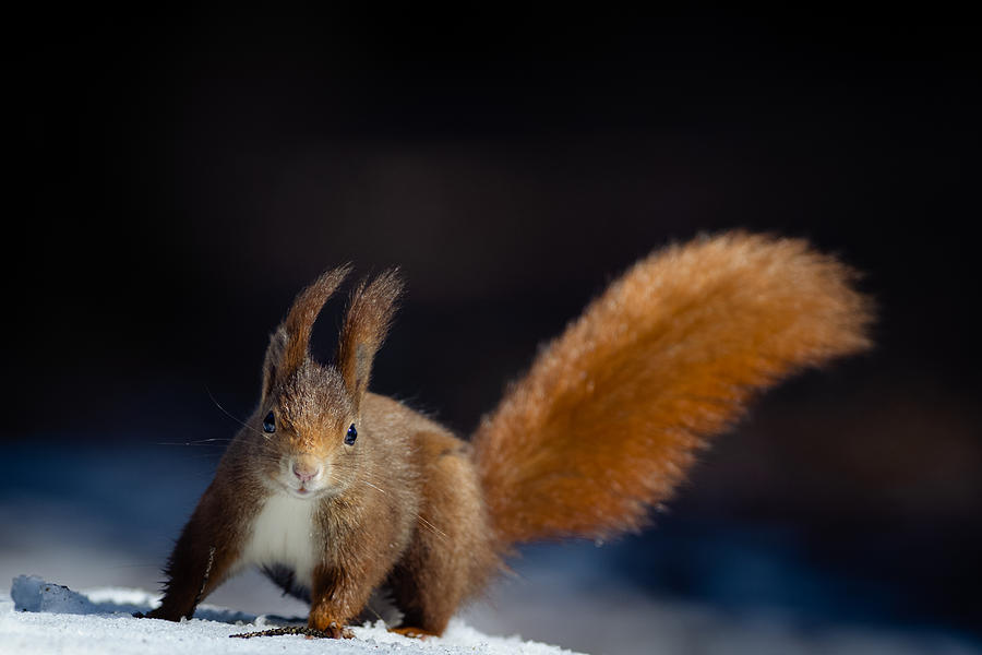 Wildlife Photograph - Dynamic Squirrel by Hannes Bertsch