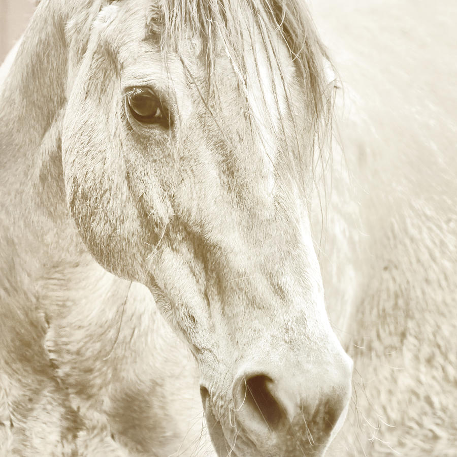 Dynamic Watercolor Photograph by Dressage Design