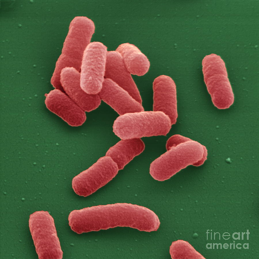 E. Coli Bacteria Photograph by Juergen Berger/science Photo Library