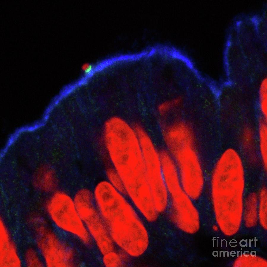 E. Coli Bacterium In Small Intestine Photograph by Stephanie Schuller ...