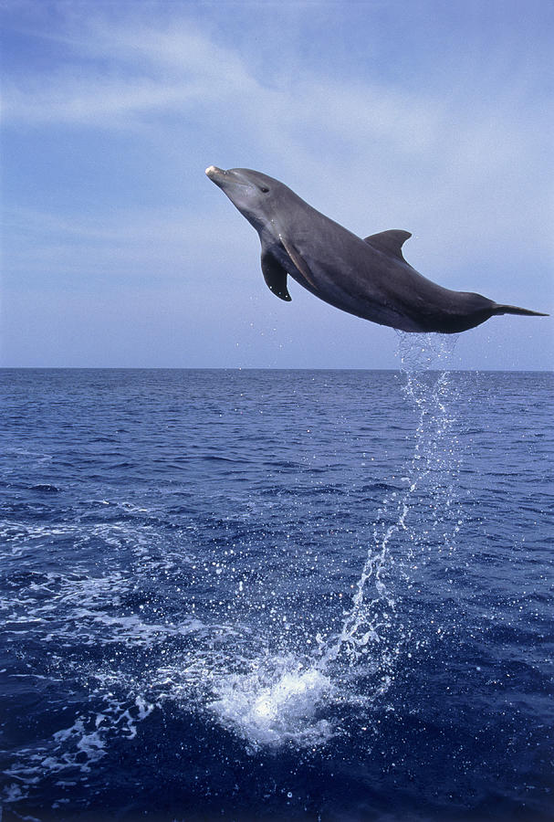 E0485 Bottlenose Dolphin Jumping Photograph by Stuart Westmorland