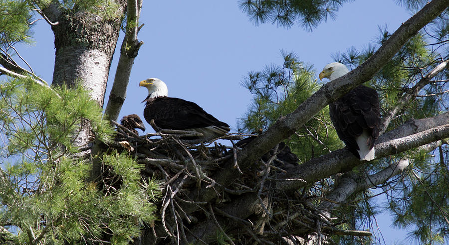 E7 Eagle Family Photograph by Judy Syring - Fine Art America