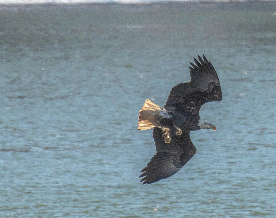 Eagle 1 Photograph by Wendy Carrington