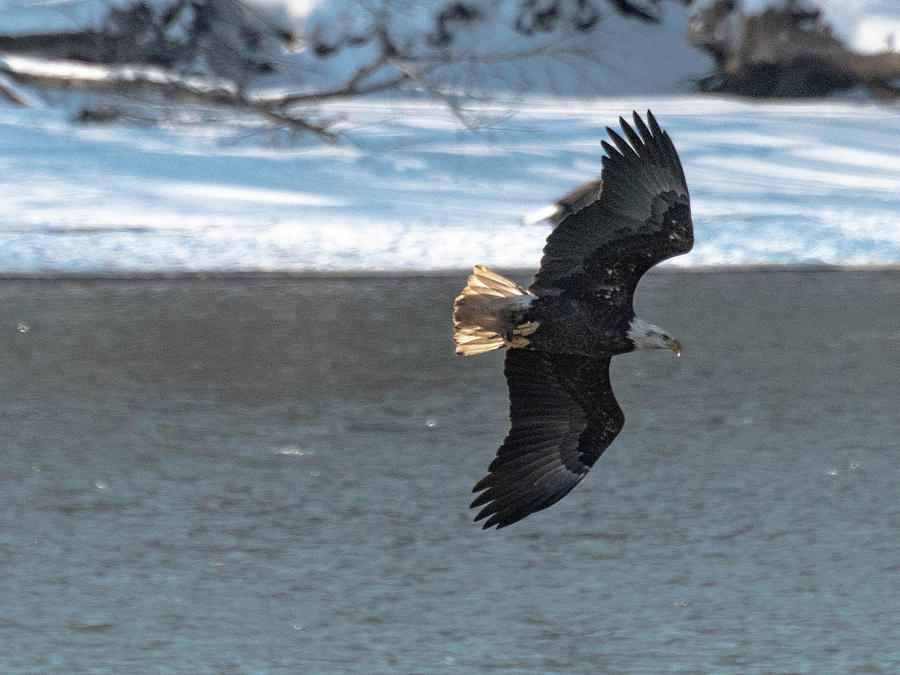 Eagle 2 Photograph by Wendy Carrington