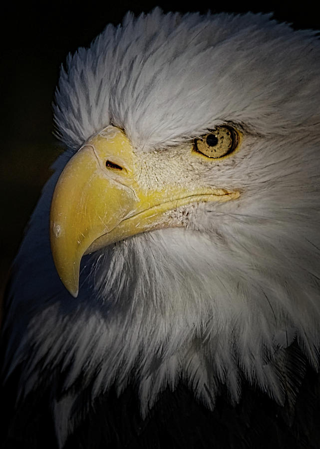 Eagle 3 Photograph by Ernest Echols