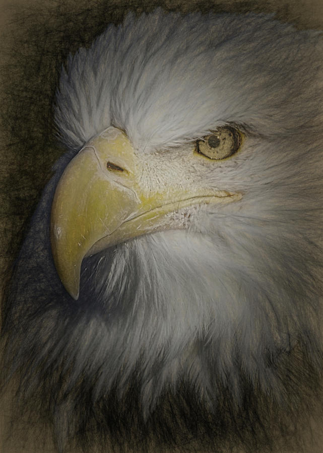 Eagle 5 Digital Art by Ernest Echols