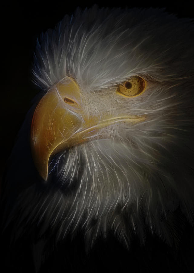 Eagle 6 Digital Art by Ernest Echols