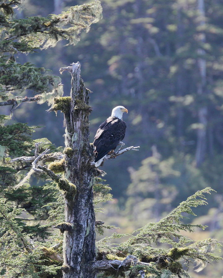 Eagle 8590 Photograph by John Moyer