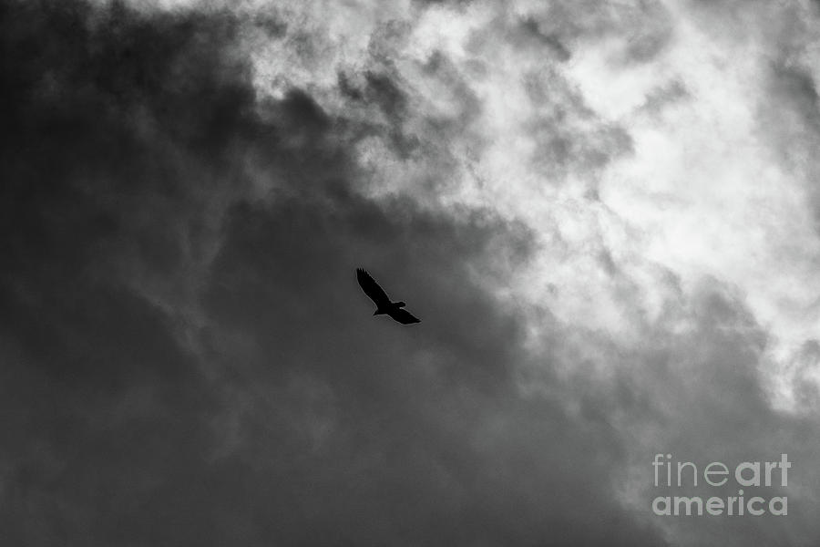 Eagle Across the Clouds Photograph by Matthew Nelson