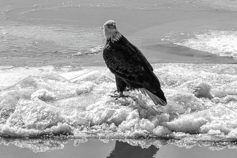 Eagle Adrift Photograph by John Freidenberg