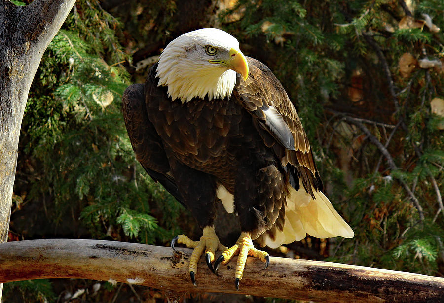 Eagle Alert by Frank Vargo Eagle Alert by Frank Vargo
