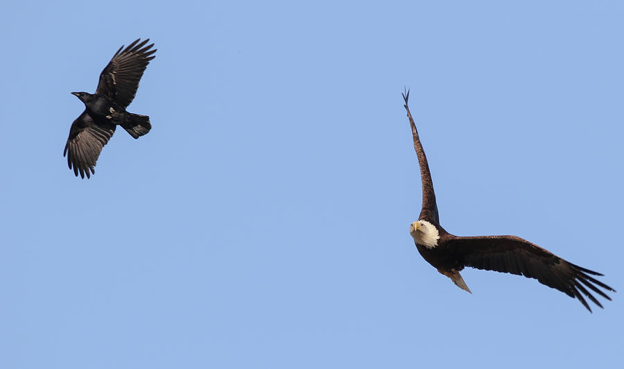 Eagle and Crow by Richard Kopchock Eagle and Crow by Richard Kopchock