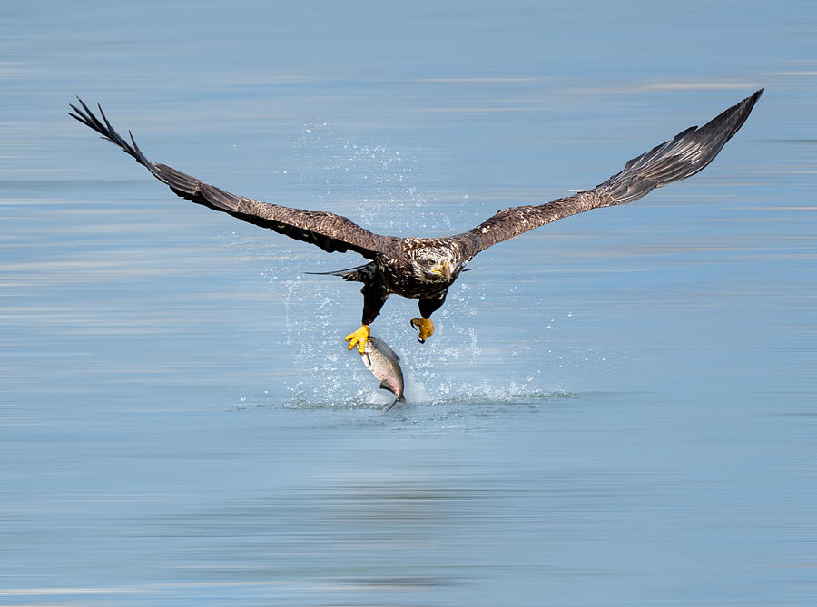 Eagle Photograph - Eagle And Fish by Ken Liang