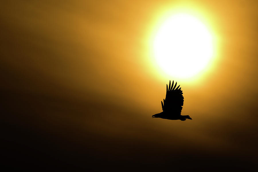 Eagle and sun 2 Photograph by Allen Trivett - Fine Art America