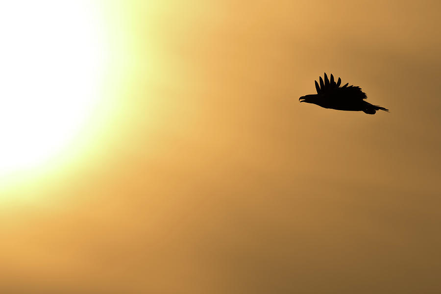 Eagle and sun 3 Photograph by Allen Trivett - Fine Art America