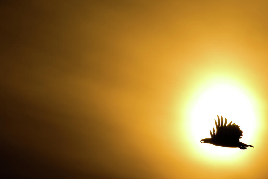 Eagle and sun Photograph by Allen Trivett - Fine Art America