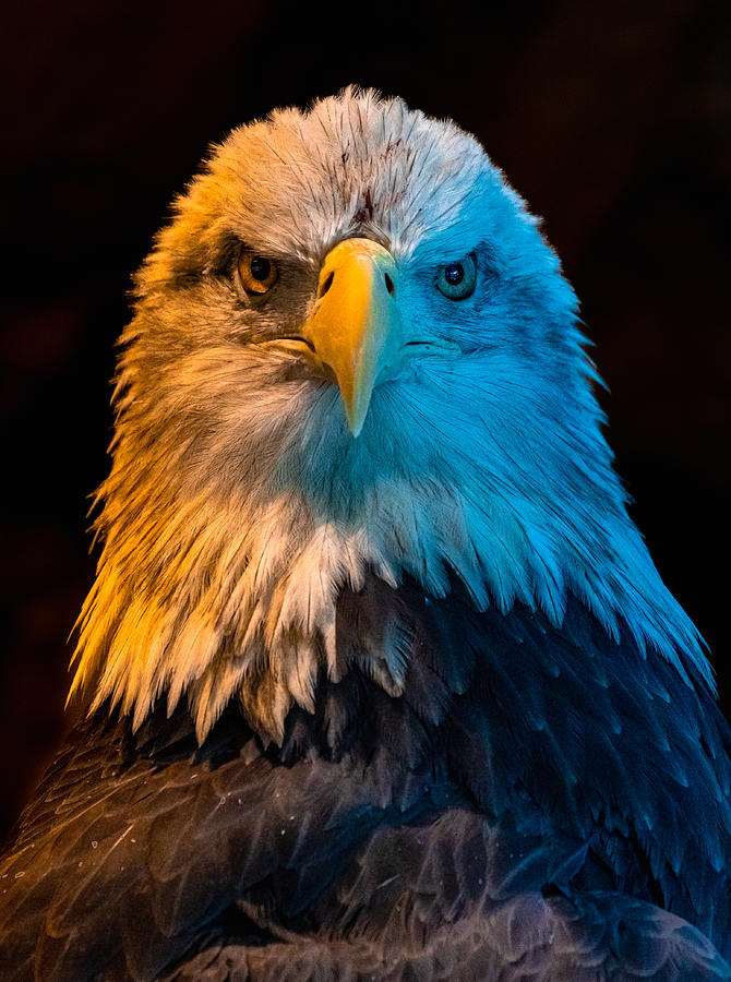 Eagle Artistic Photograph by Abhinav Sharma