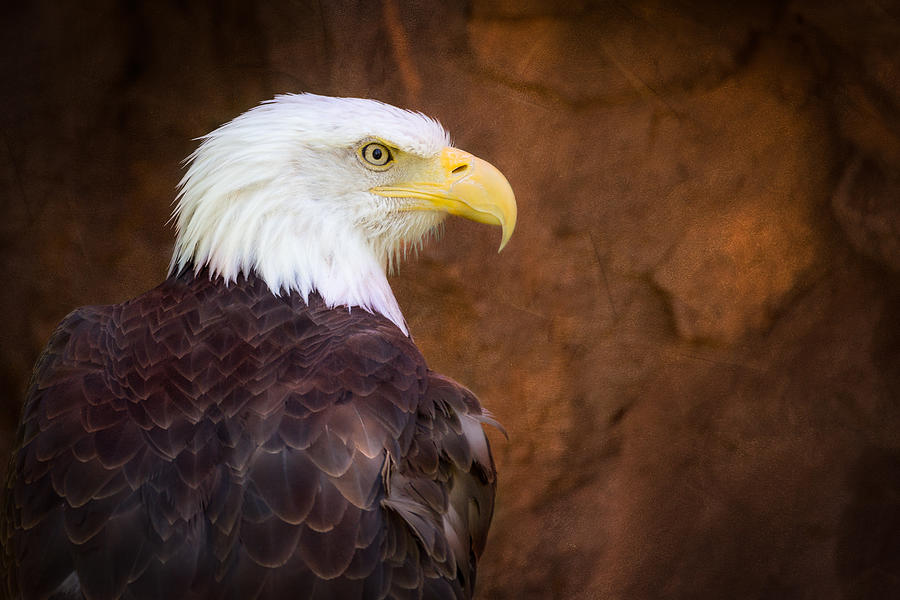 Eagle Photograph - Eagle At The Zoo by Ed Esposito
