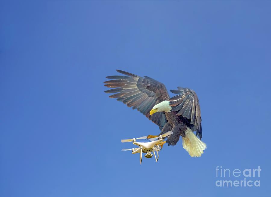 Eagle Attacking Drone Photograph by Photostock-israel/science Photo Library