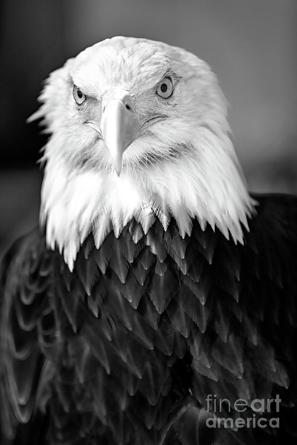 Eagle1 Black and White Photograph by David Millenheft