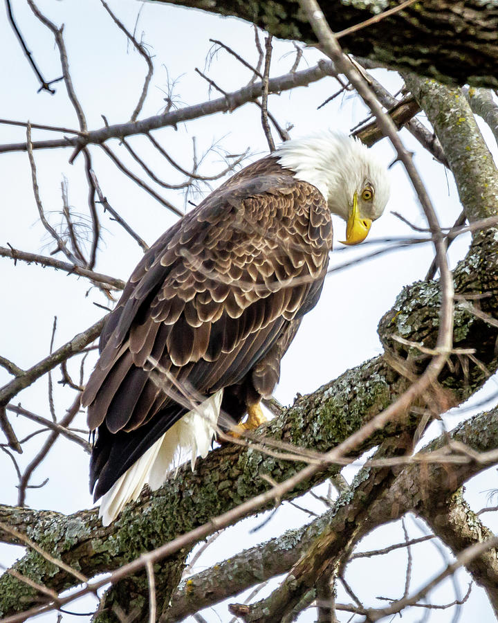 Praying Eagle Photograph by David Wagenblatt