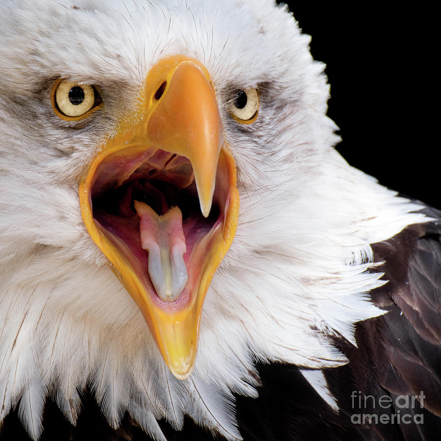 Eagle Calls by Eyeshine Photography Eagle Calls by Eyeshine Photography