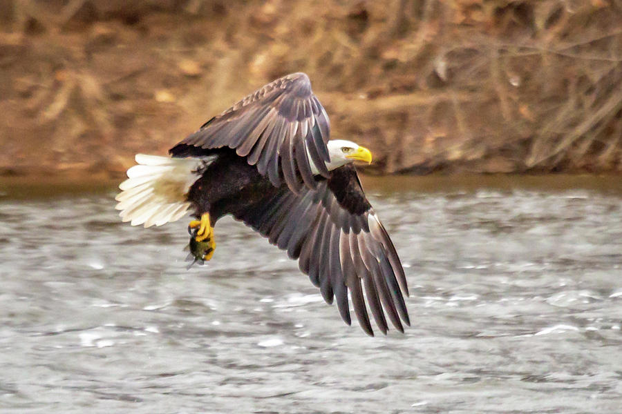 Eagle Catches Fish Photograph by David Wagenblatt