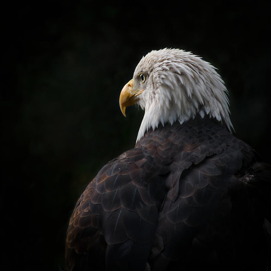 Eagle ... Compassion Photograph by Rick Brockamp