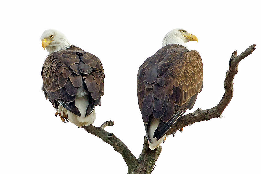 Eagle Couple Photograph by This Photograph Taken By Ted Ellis.  All Rights Reserved.