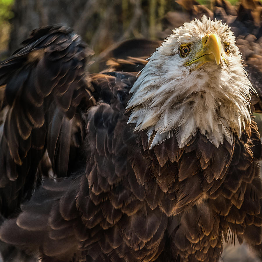 Eagle Crazy Photograph by Yeates Photography