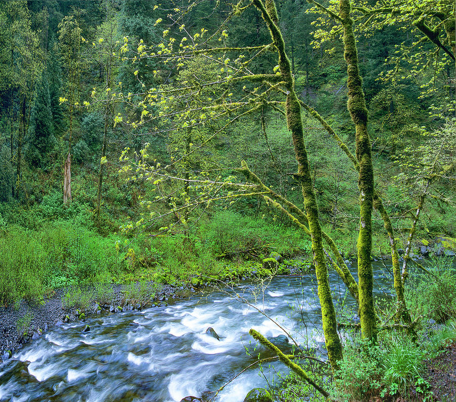 Eagle Creek In Spring Photograph by Tim Fitzharris