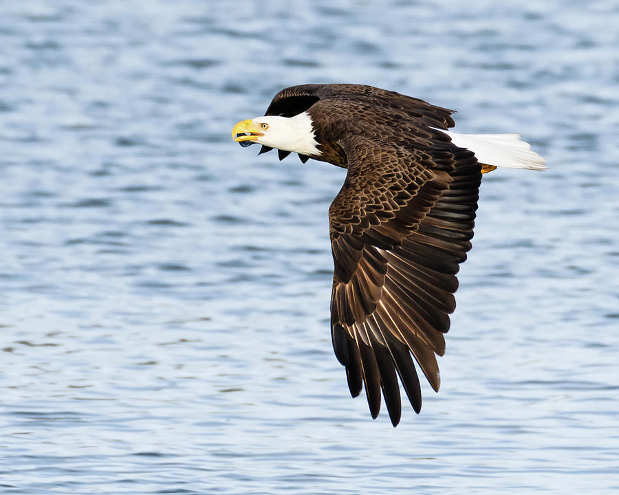 Eagle cruising Photograph by Chuck Behrmann | Fine Art America