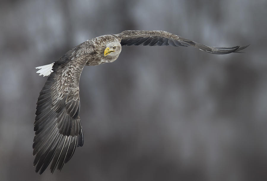 Eagle Photograph by C.s. Tjandra