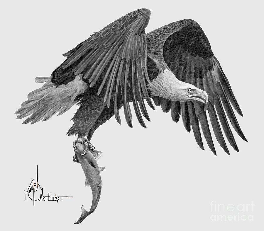 Eagle drawing Drawing by Murphy Elliott